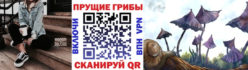 Купить где  Кубинка  Галлюциногенные грибы Psilocybe 